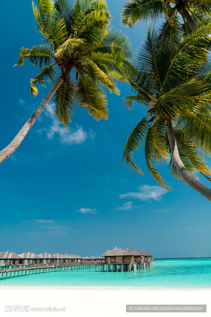 热带海岛椰林海景风光