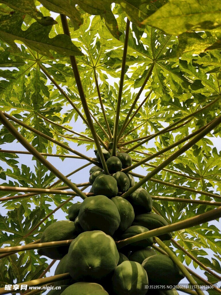 树上累累木瓜果实