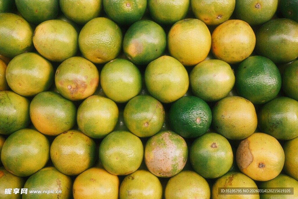 整齐排列的黄绿柑橘