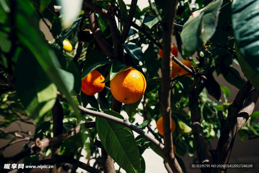 枝头挂果的繁茂柿子树