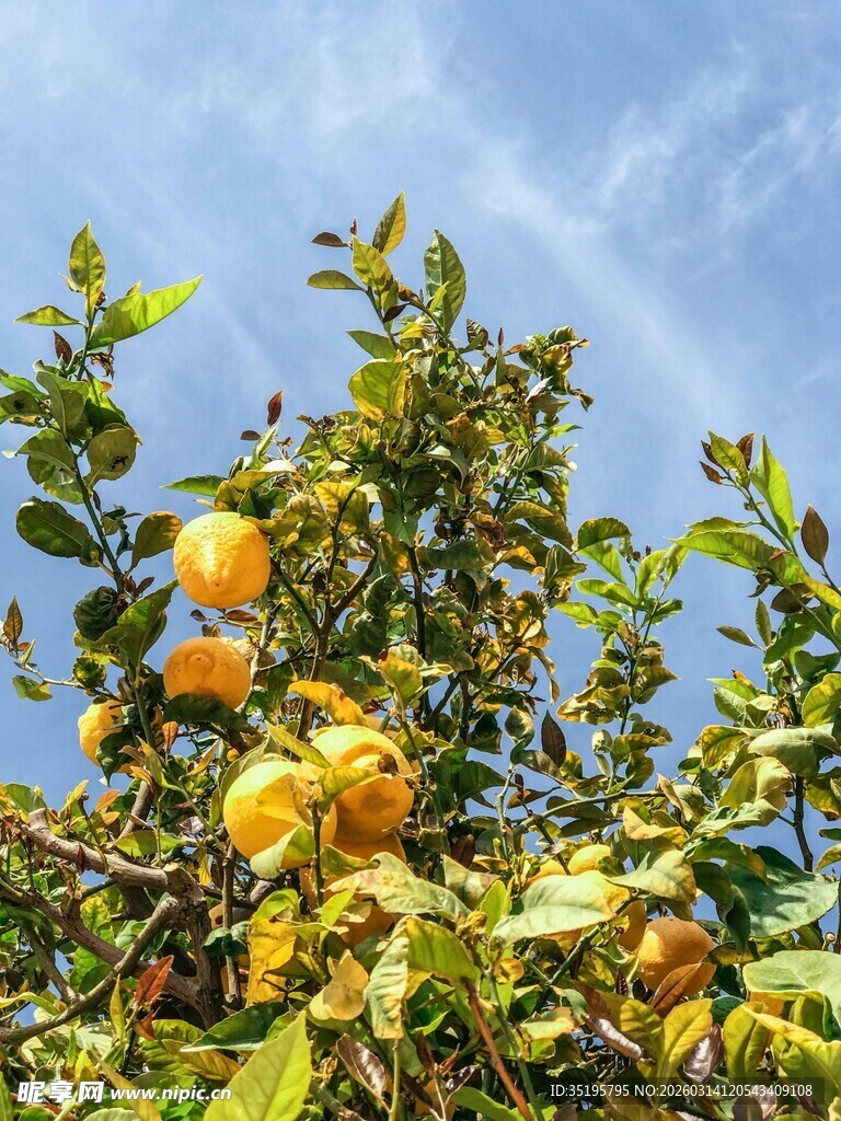 枝头橙果映蓝天