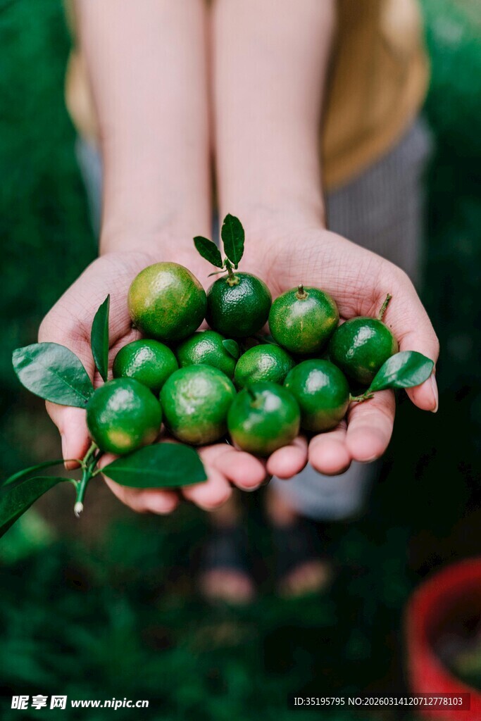 手中捧持的新鲜青果子