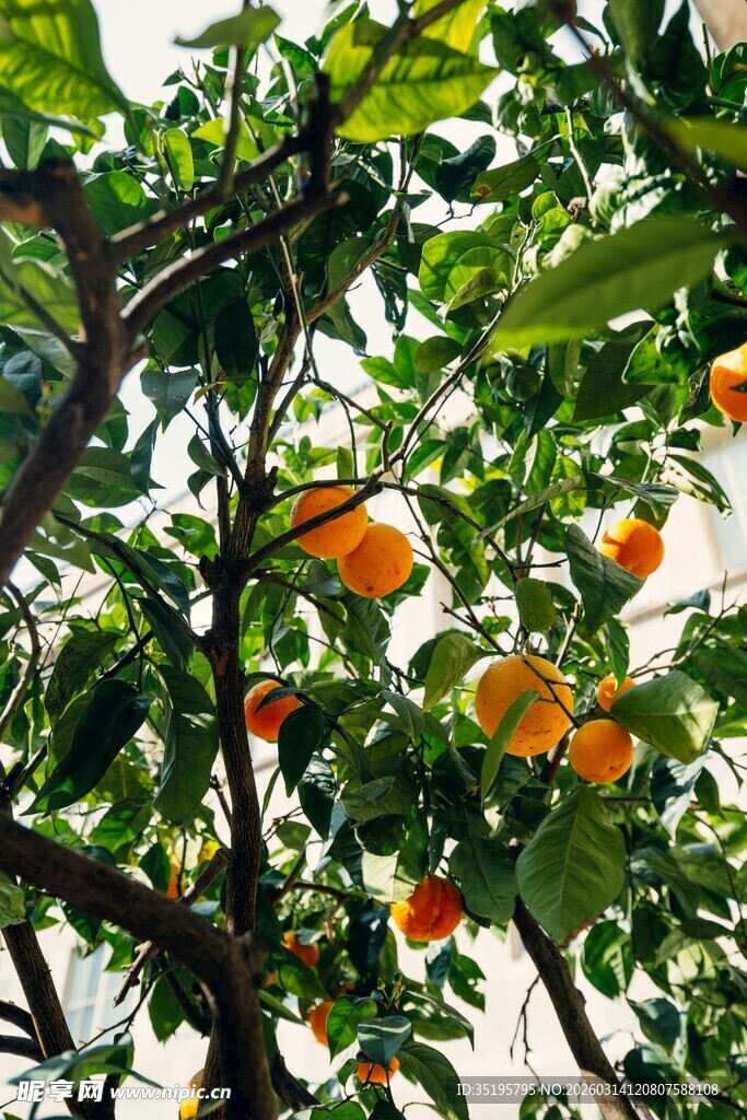 枝头硕果累累的柿子树