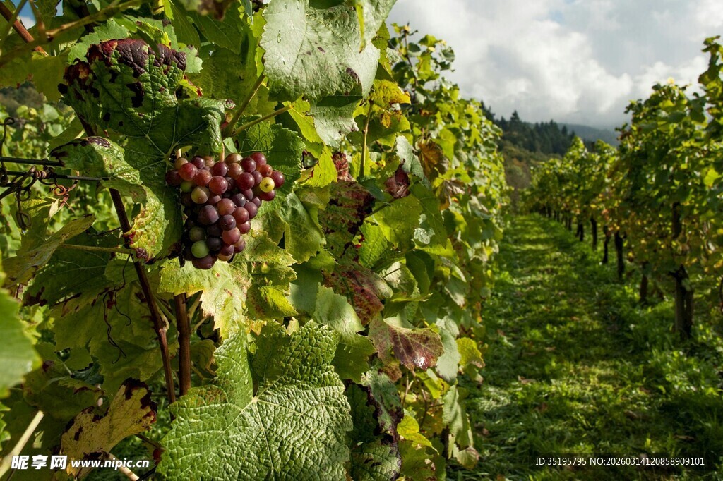 葡萄园中的成熟紫葡萄
