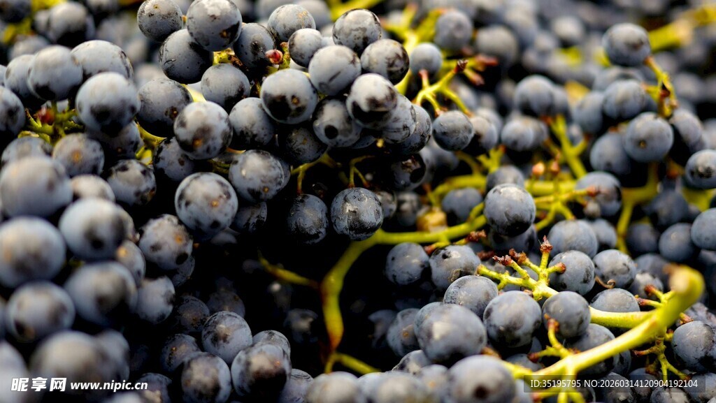 饱满紫葡萄鲜嫩诱人