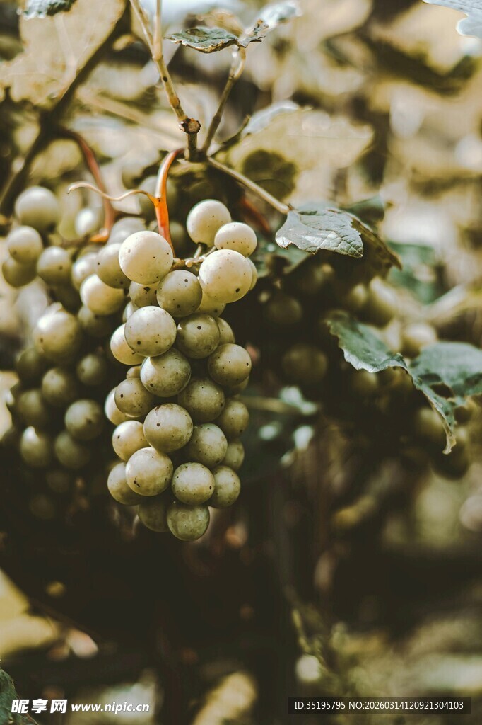 一串饱满的绿色葡萄