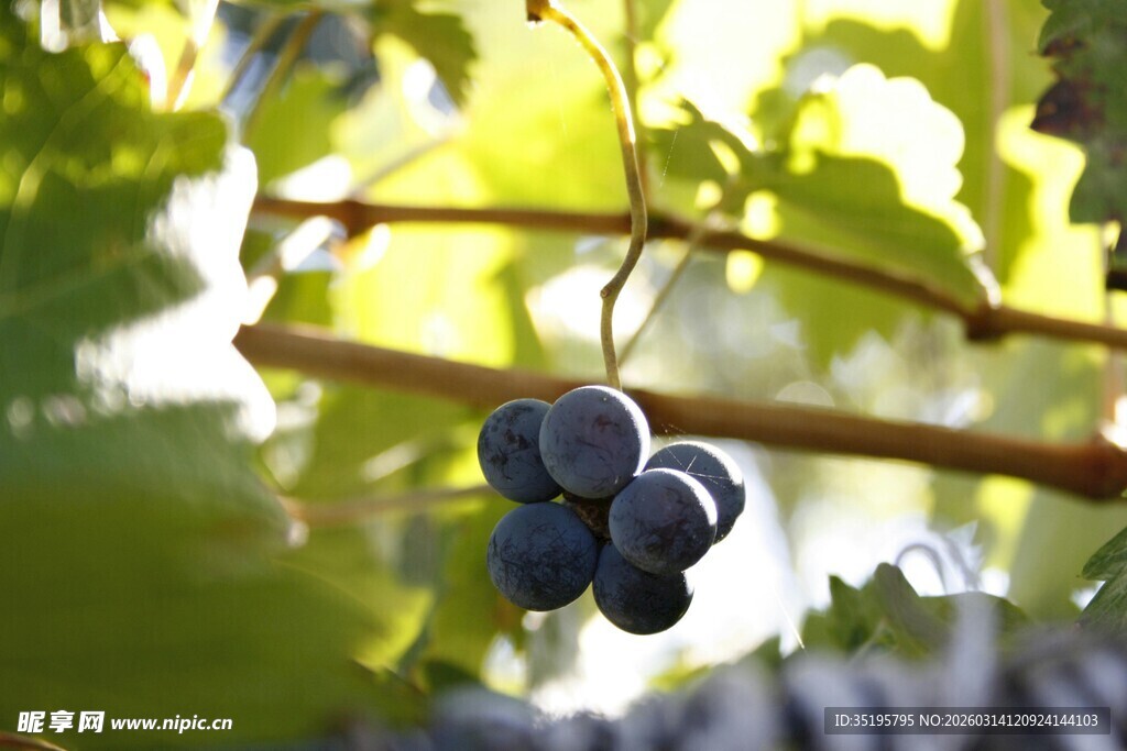 枝头紫葡萄清新自然风