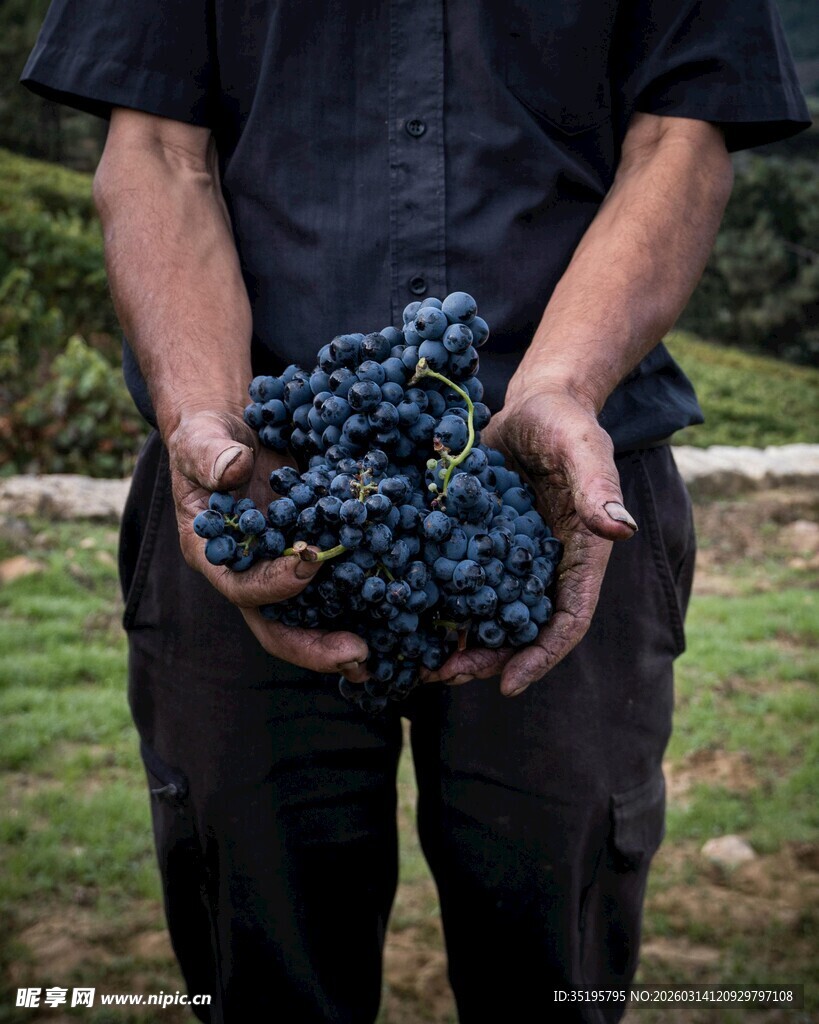 双手捧满紫葡萄
