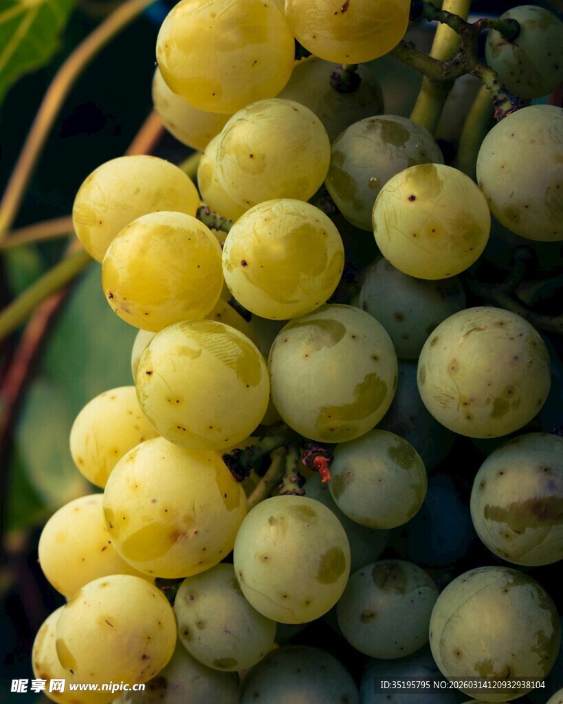 饱满诱人的黄绿色葡萄串
