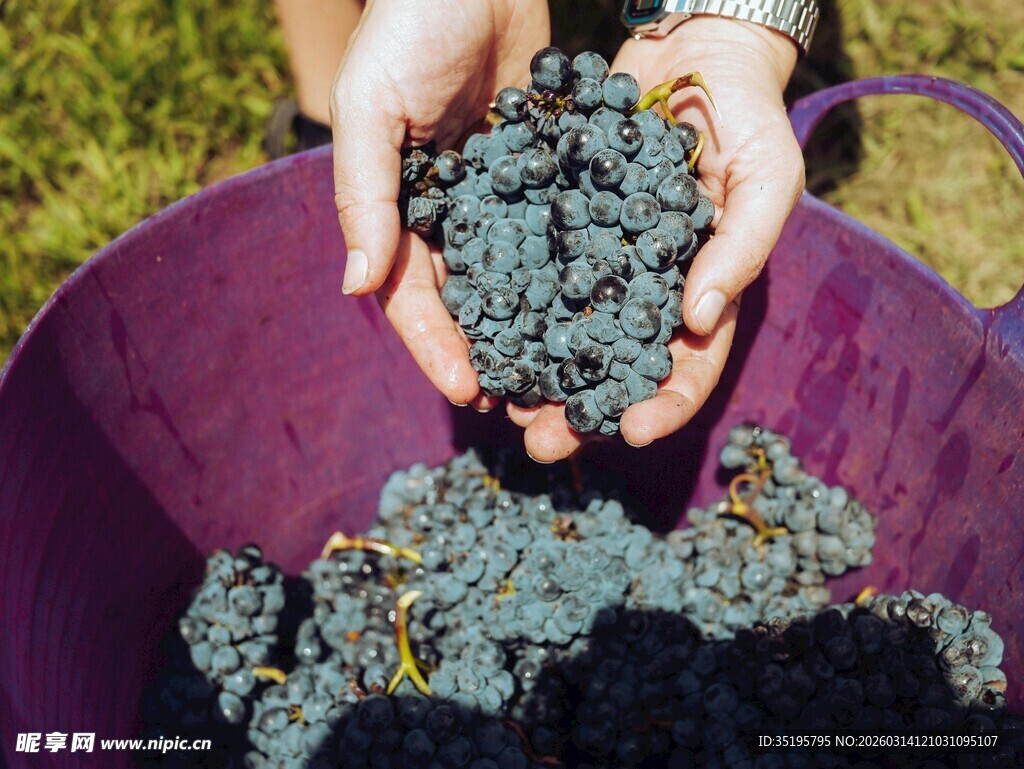 双手捧起新鲜桑葚果实