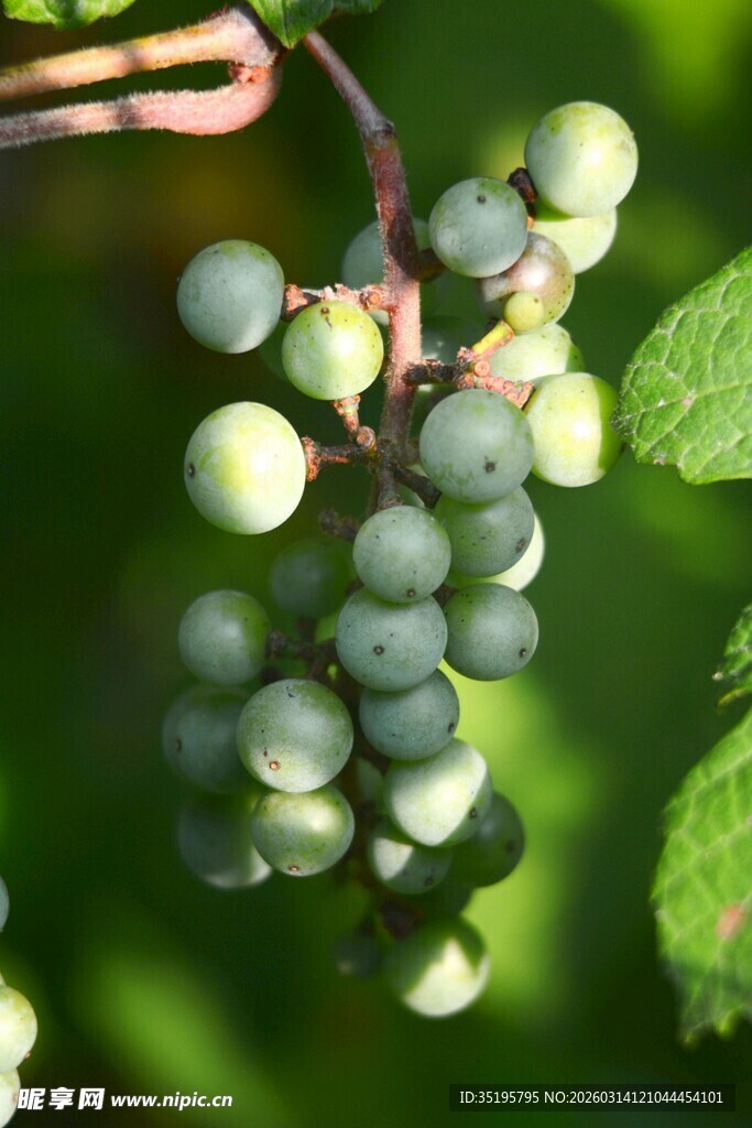 青葡萄挂于枝头