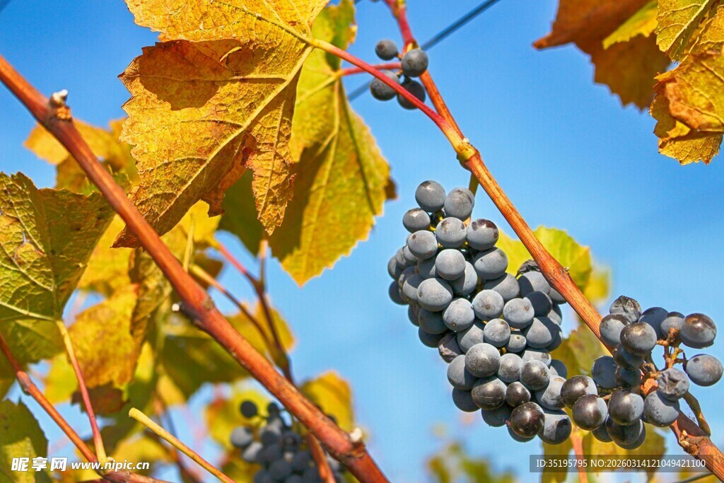 秋日葡萄藤上的紫葡萄
