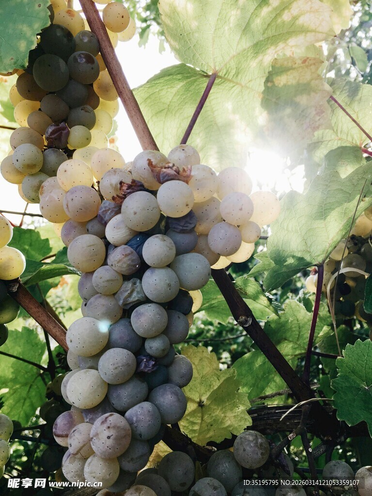 阳光下的饱满葡萄串