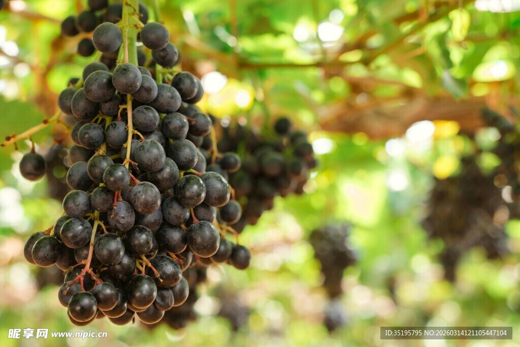 饱满紫葡萄挂于藤间