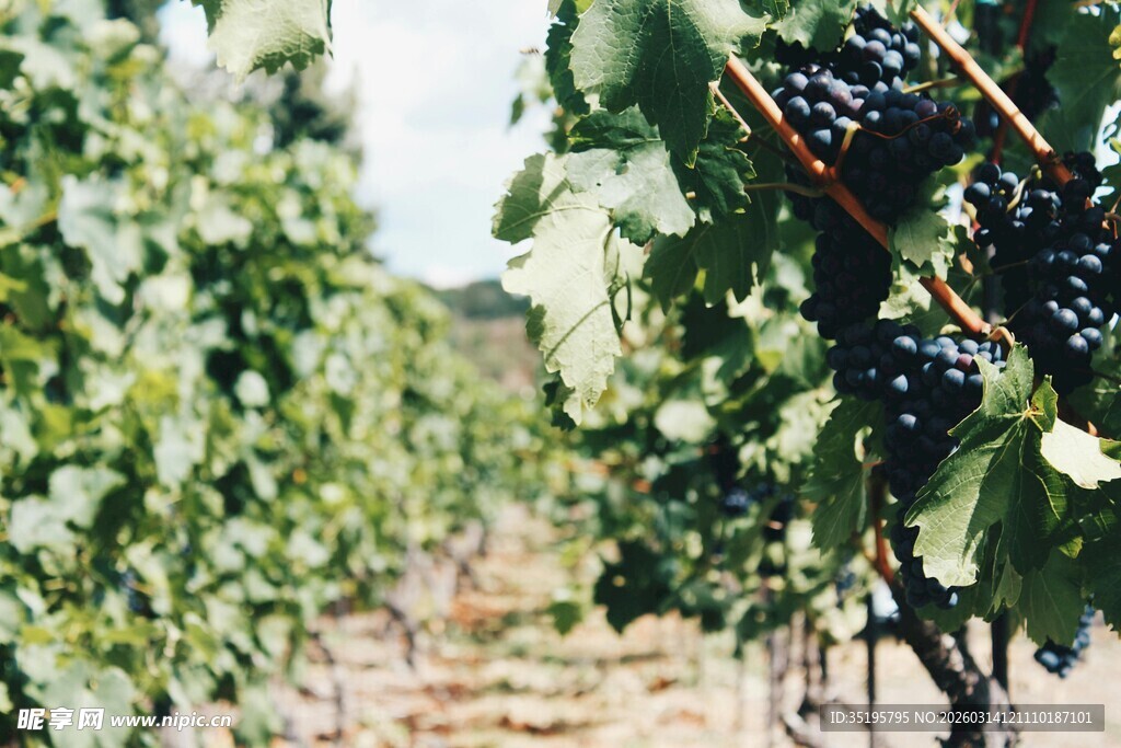 葡萄园中的成熟葡萄串