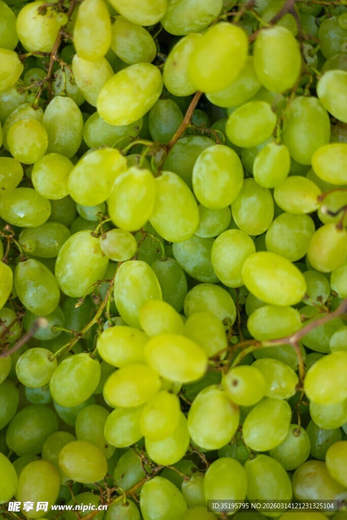 鲜绿葡萄果实饱满诱人