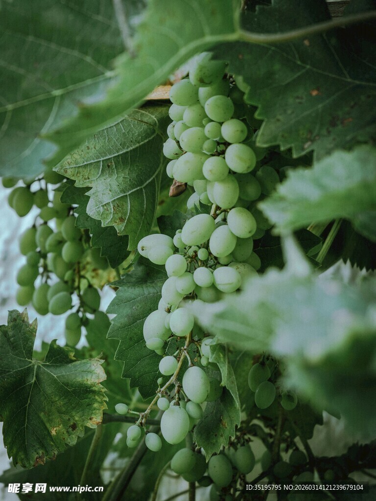 青葡萄挂于翠绿枝叶间