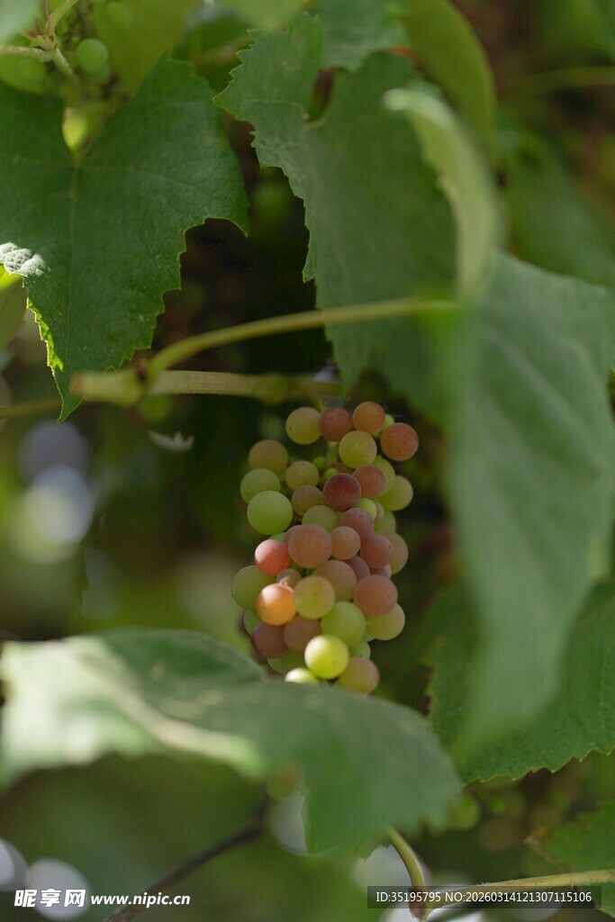 葡萄藤上的多彩葡萄串