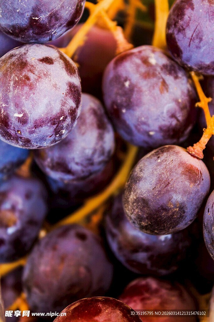 紫葡萄特写