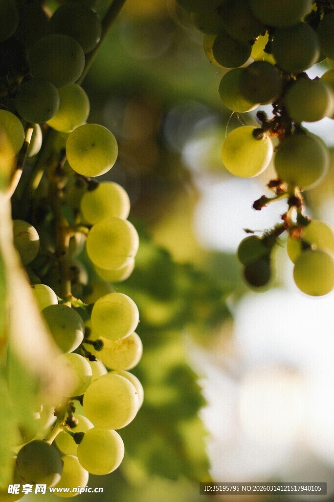 枝头青葡萄自然清新感