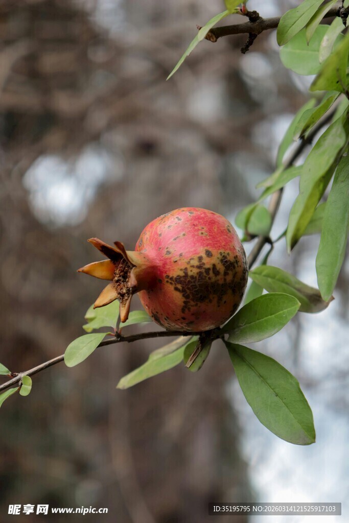 枝头红石榴绿叶相伴