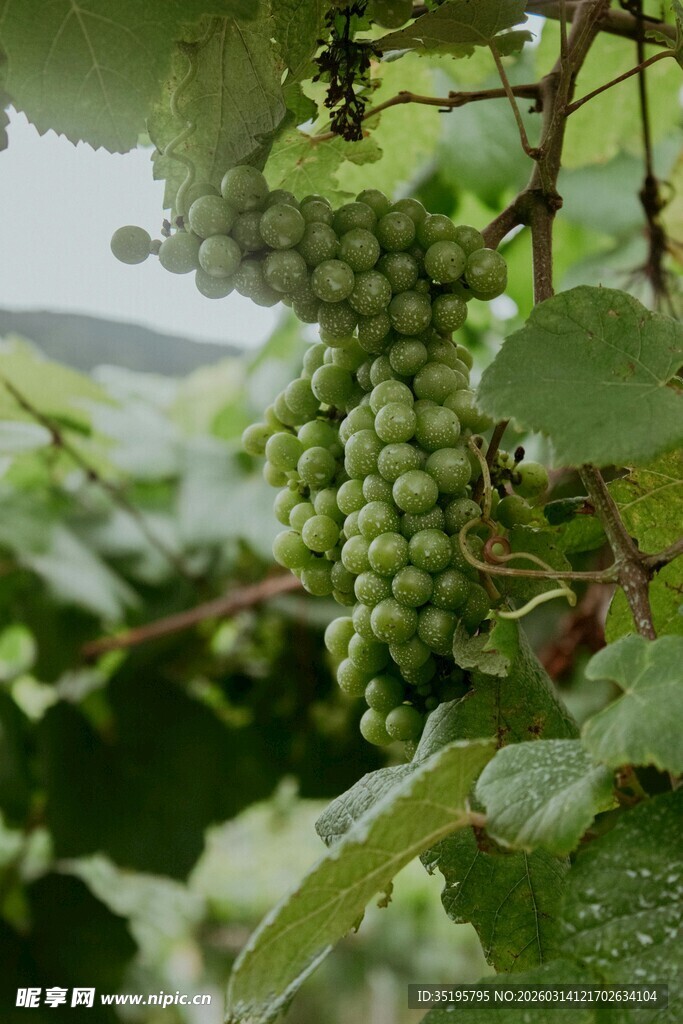 葡萄藤上的青葡萄