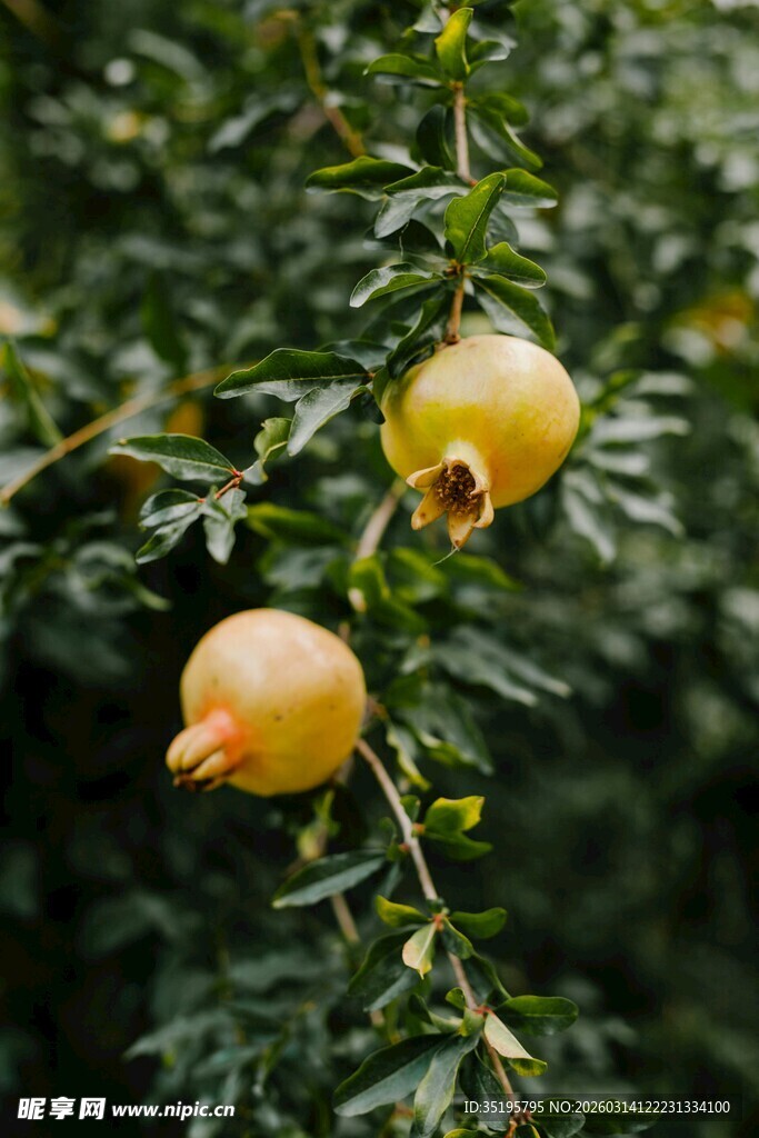 枝头挂着的饱满黄石榴