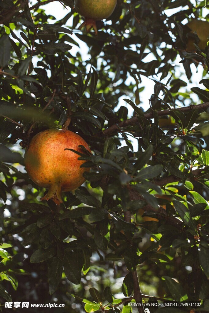 枝头挂着饱满的石榴