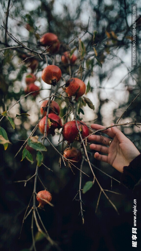 手摘枝头红果