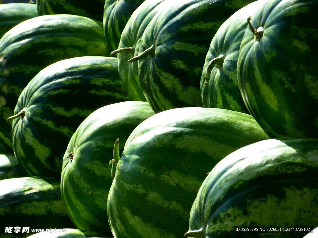 一堆新鲜大西瓜