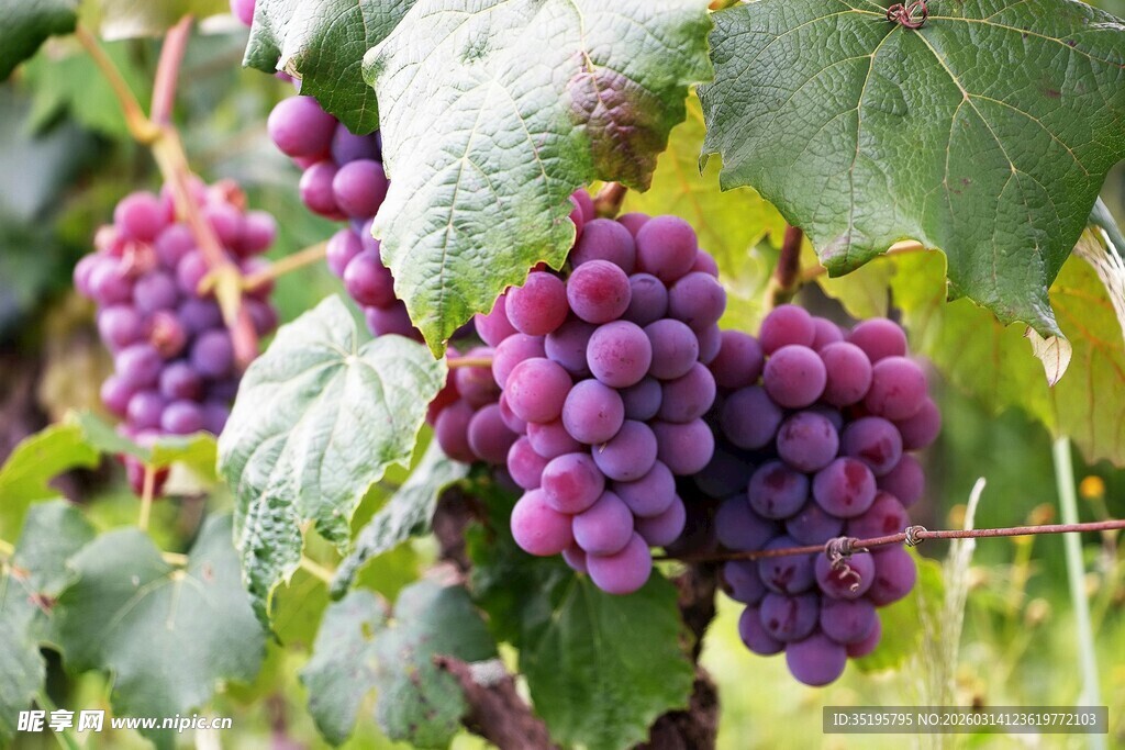 紫葡萄挂在翠绿葡萄藤上