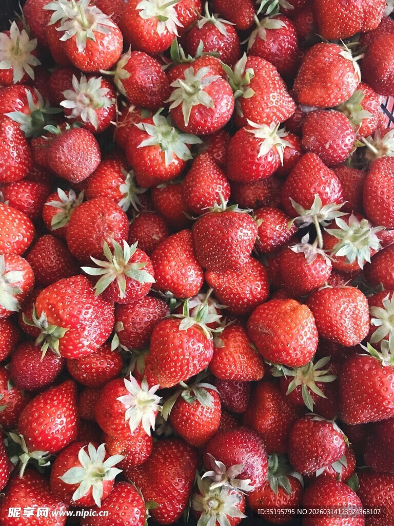 新鲜饱满的草莓大集合