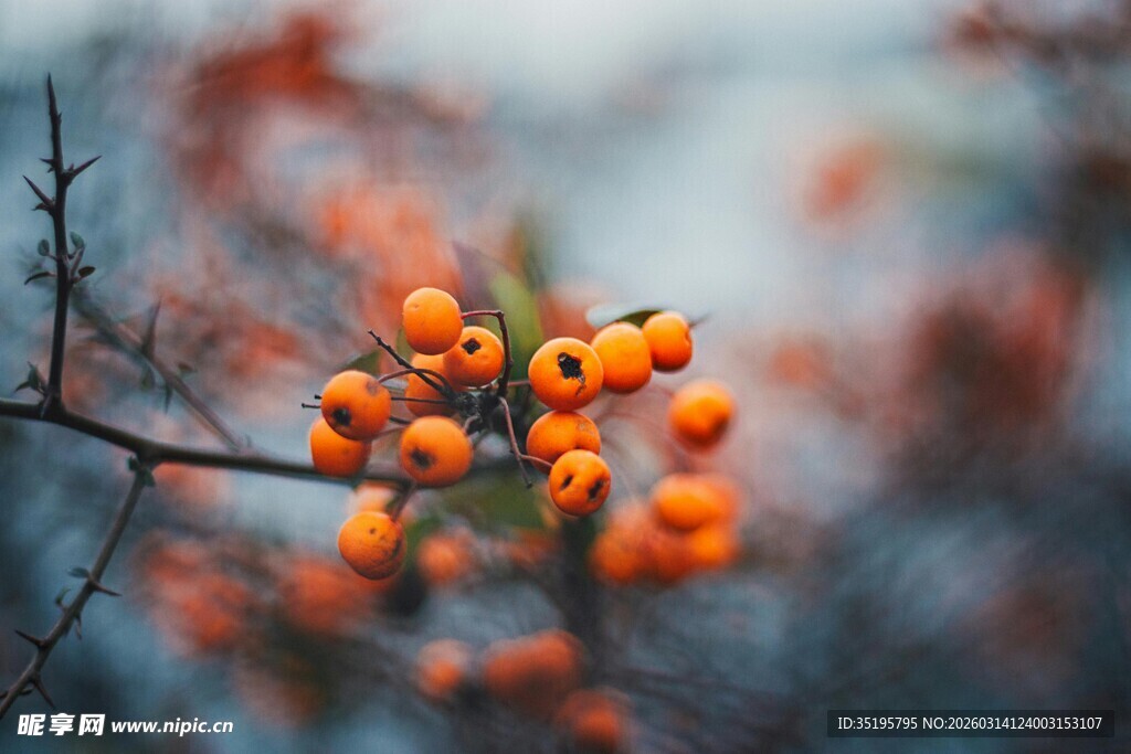 枝头橙果秋意初显