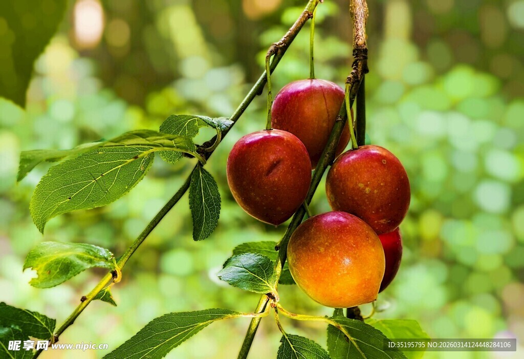 枝头红果尽显自然清新