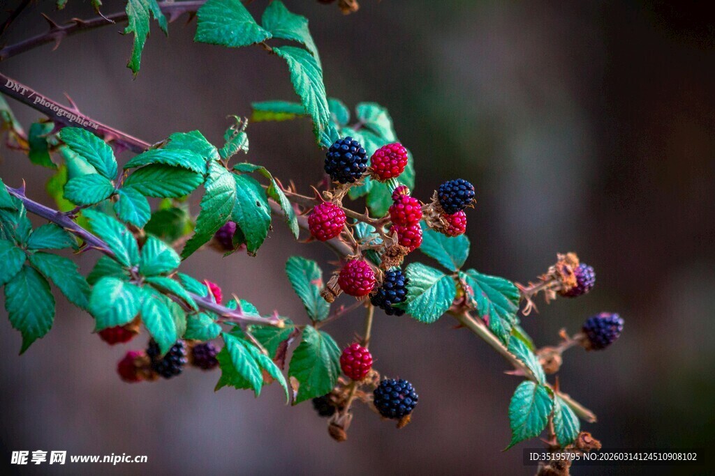 枝头多彩浆果生机盎然