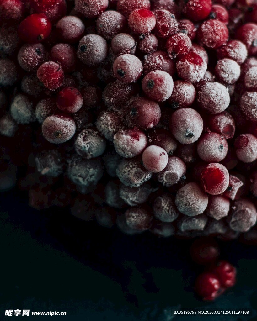 覆霜红果冬日自然之美