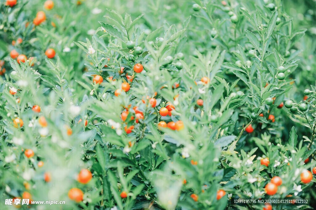 田野中的鲜艳橙色果实