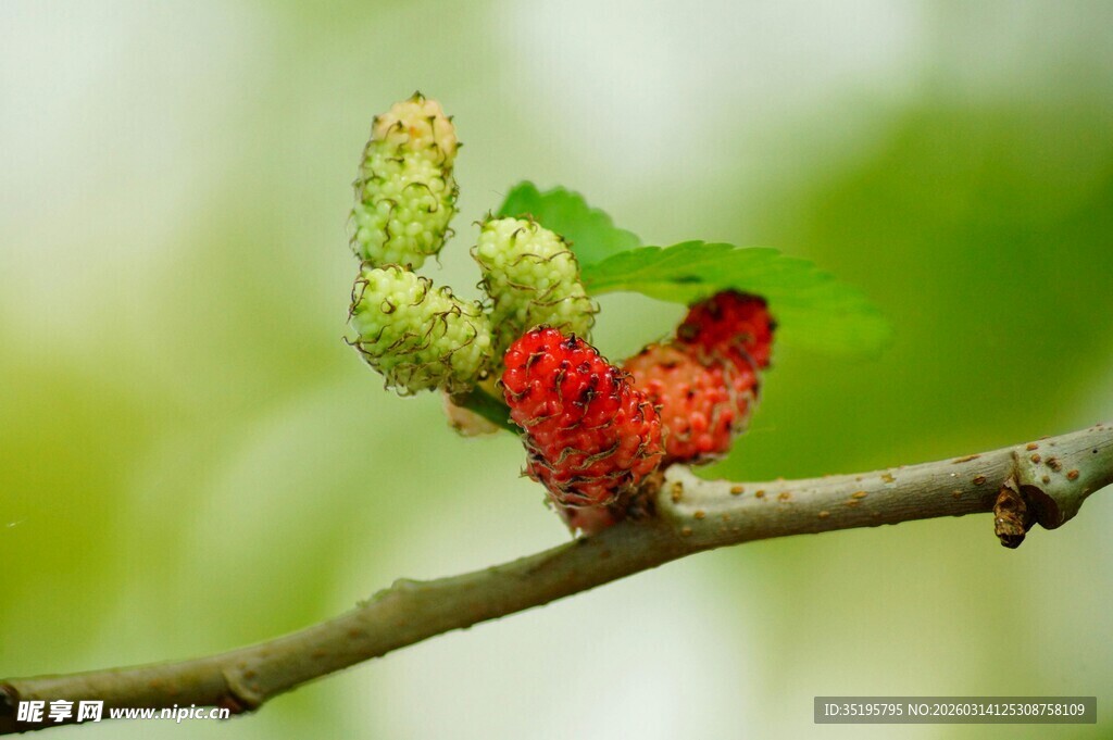 枝头桑葚初长成