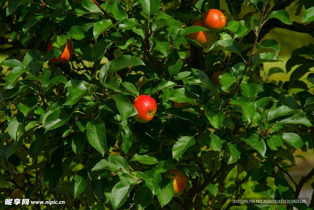 枝头红石榴绿叶相映衬