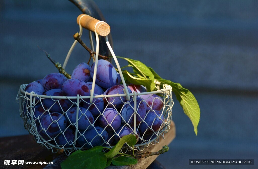 铁丝篮中的新鲜紫李子