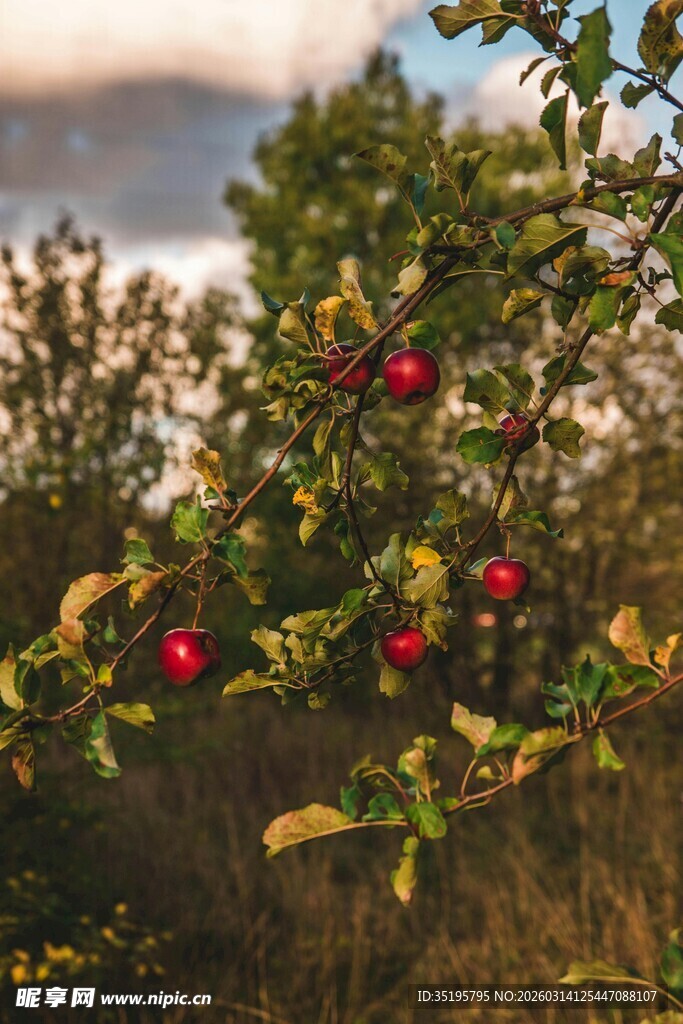 枝头红果映秋日景致