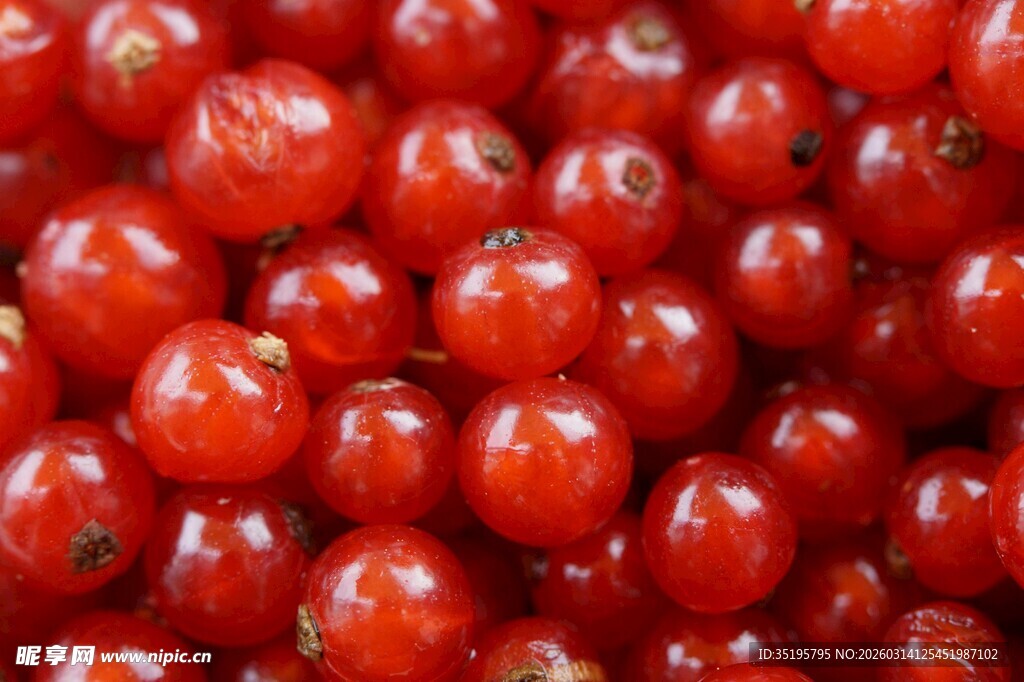 红醋栗果实特写