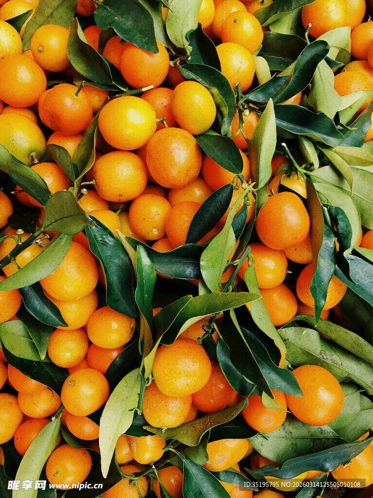 新鲜带叶橘子满满当当