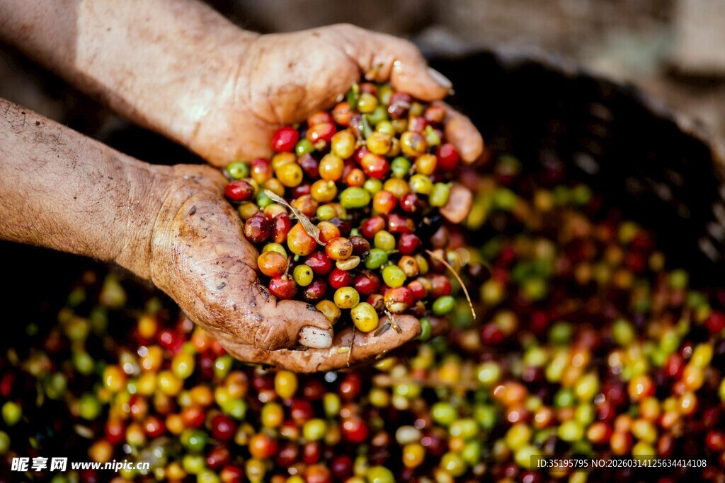 手捧多彩咖啡豆