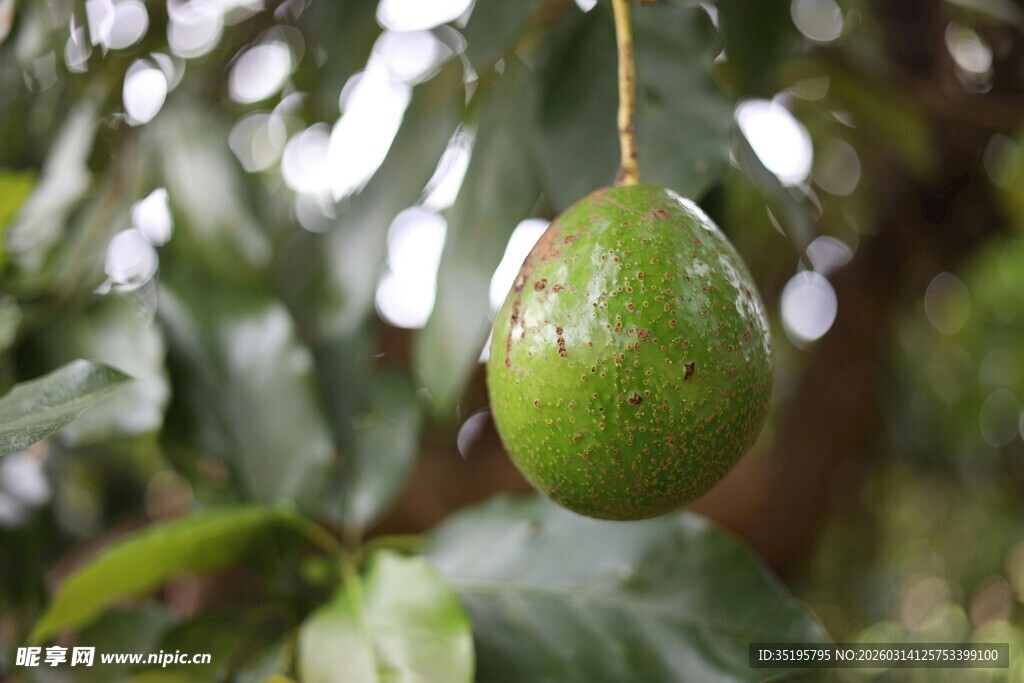挂在枝头的新鲜牛油果