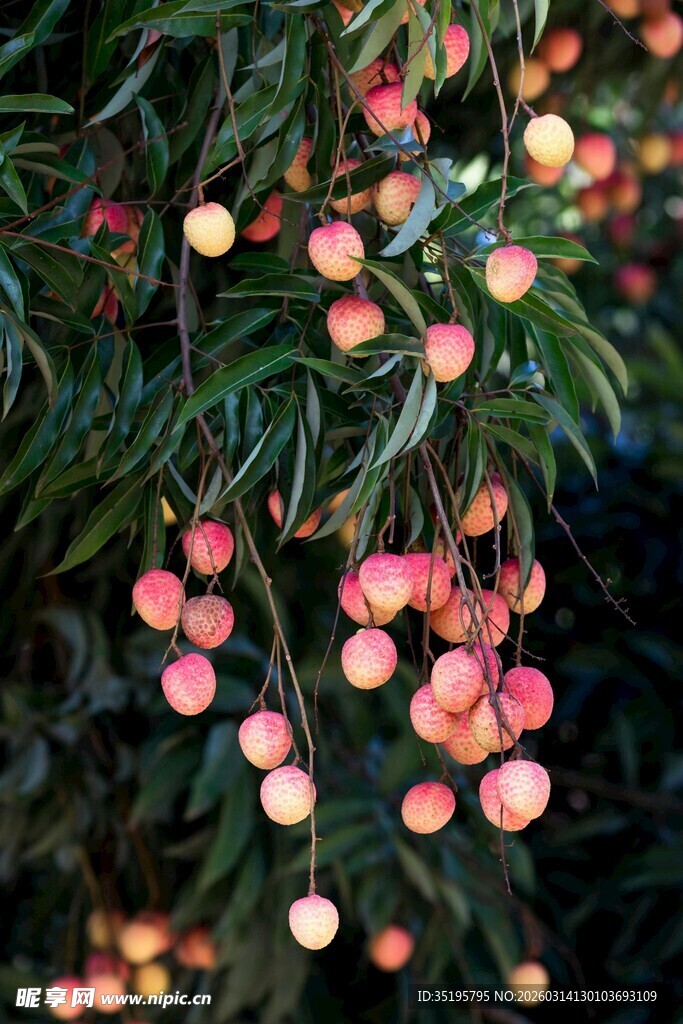 枝头挂满诱人的新鲜荔枝