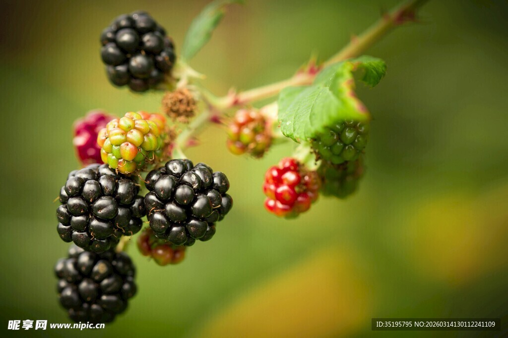 成熟黑莓挂于枝头