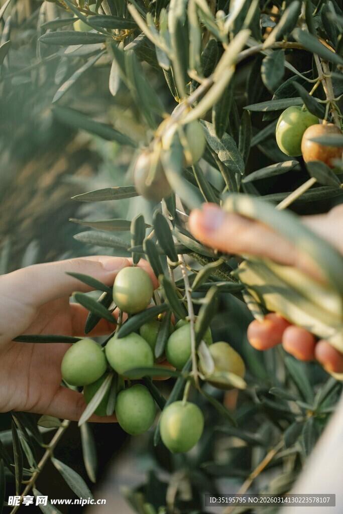 手摘青橄榄