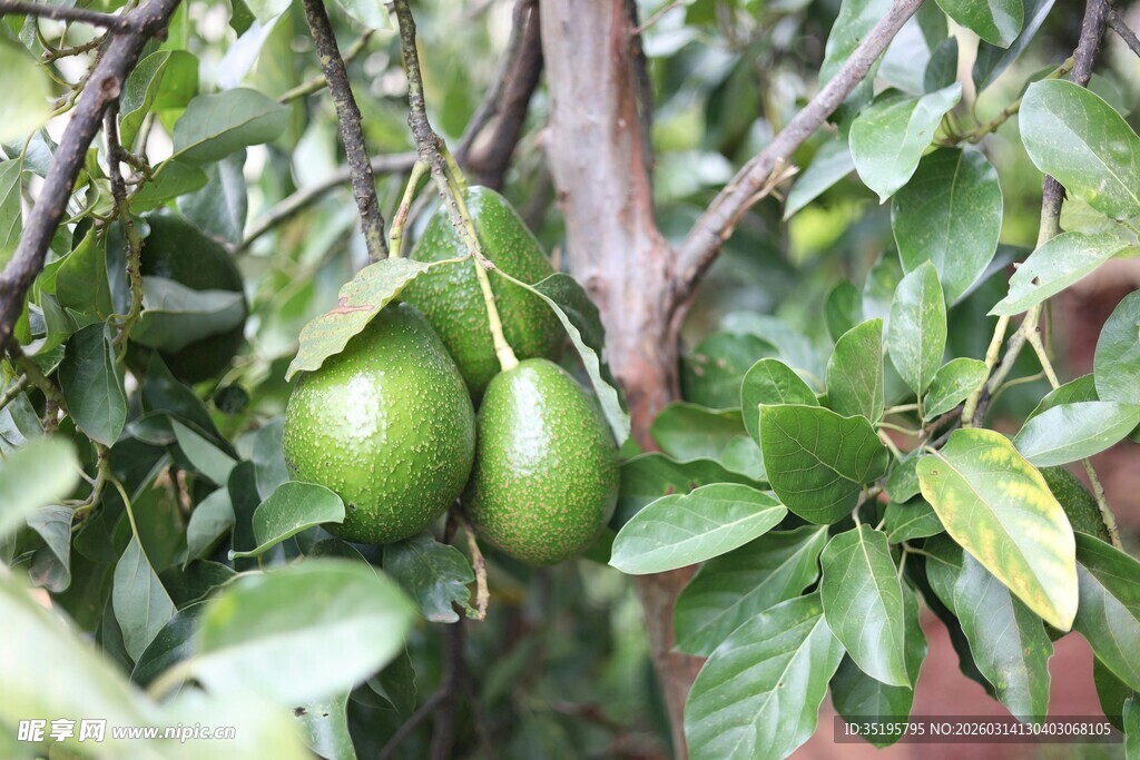 枝头青梨挂绿叶
