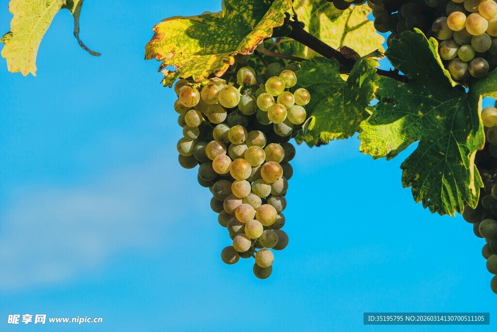 阳光下的葡萄串